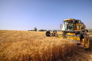 Çiftçilerin buğday sevinci
